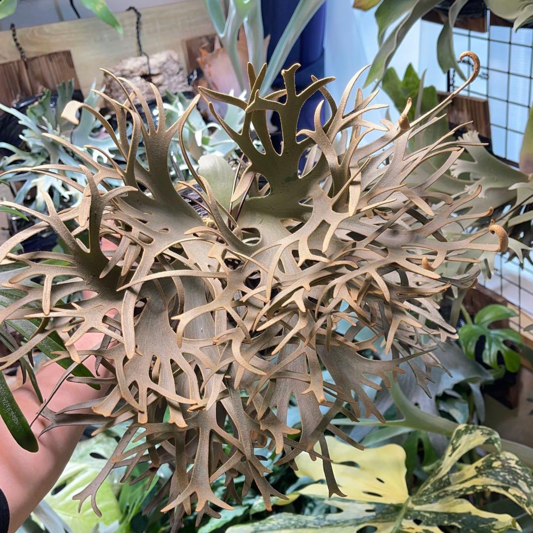 ビカクシダ yellow moon spore dwarf selected