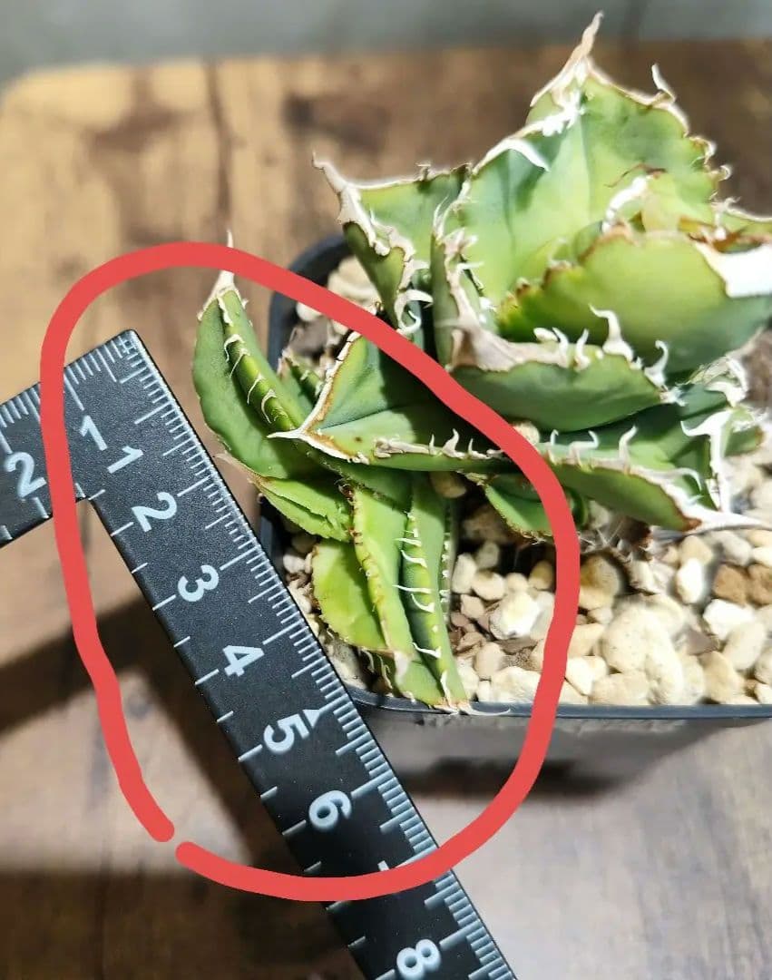 気まぐれ値下げ【アガベ チタノタ 麻花龍 OC株 Lize産】/ 星空金蟾