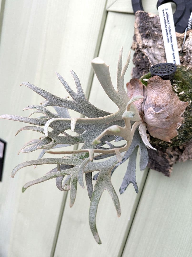 ビカクシダ☆yellow moon dwarf spore☆selected株