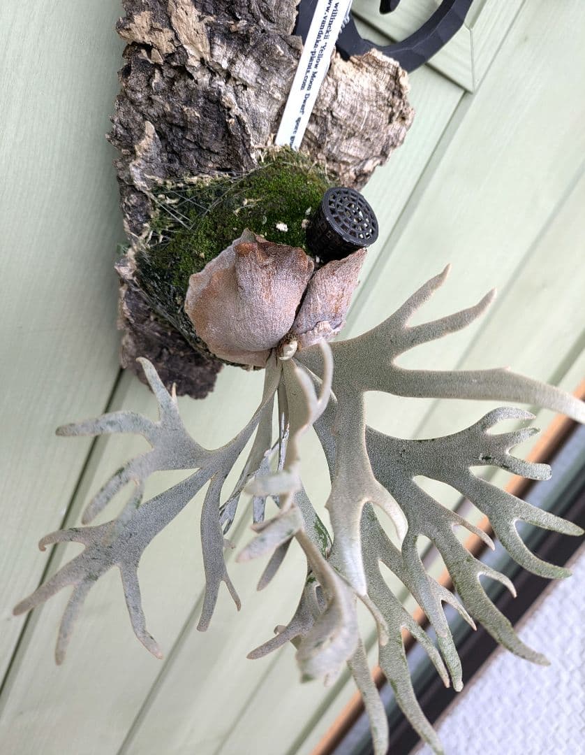 ビカクシダ☆yellow moon dwarf spore☆selected株