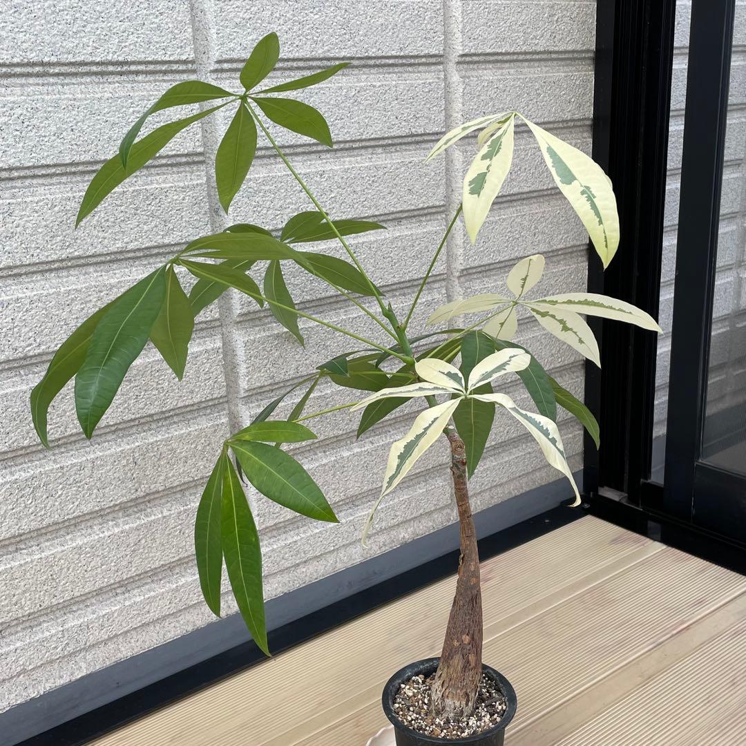 斑入りパキラ ムーンライト 希少 実生