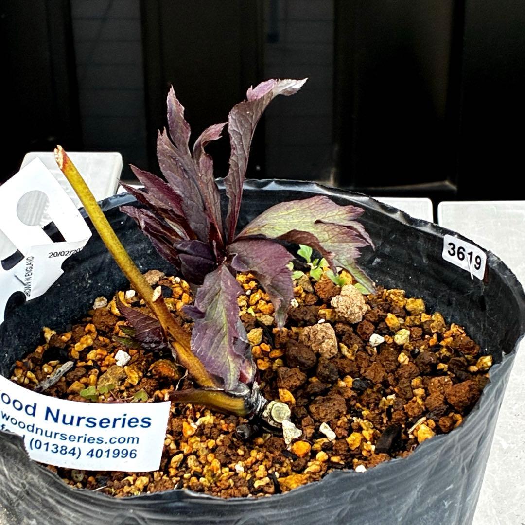 ☘️蕾花タグ付☘️超レア☘️6号⭐️DD⭐️BLACK⭐️llic⭐️Ashwood⭐️