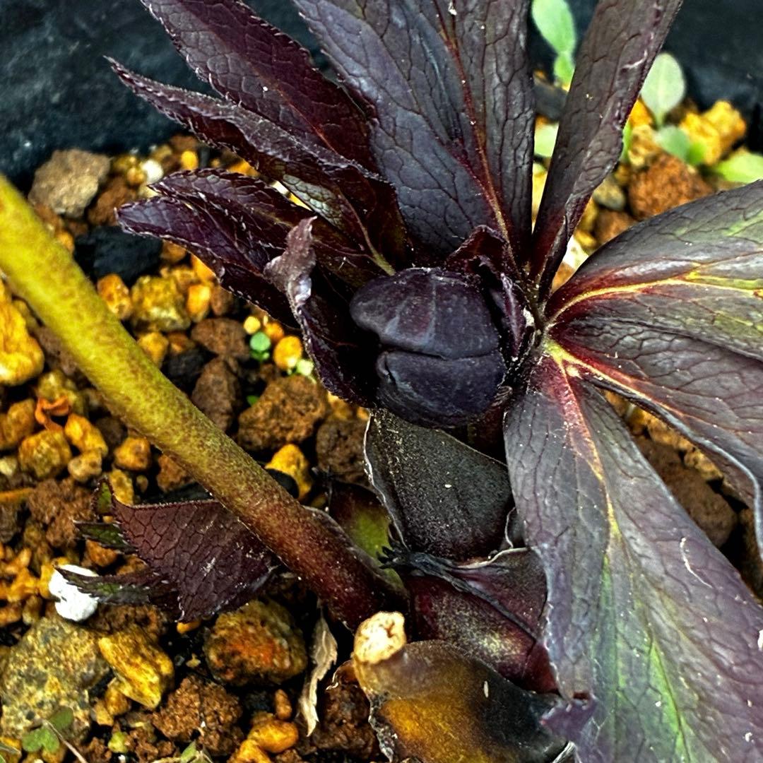 ☘️蕾花タグ付☘️超レア☘️6号⭐️DD⭐️BLACK⭐️llic⭐️Ashwood⭐️