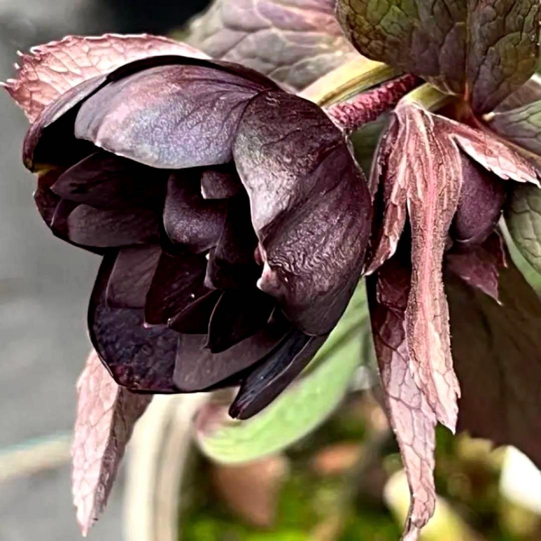 ☘️蕾花タグ付☘️超レア☘️6号⭐️DD⭐️BLACK⭐️llic⭐️Ashwood⭐️