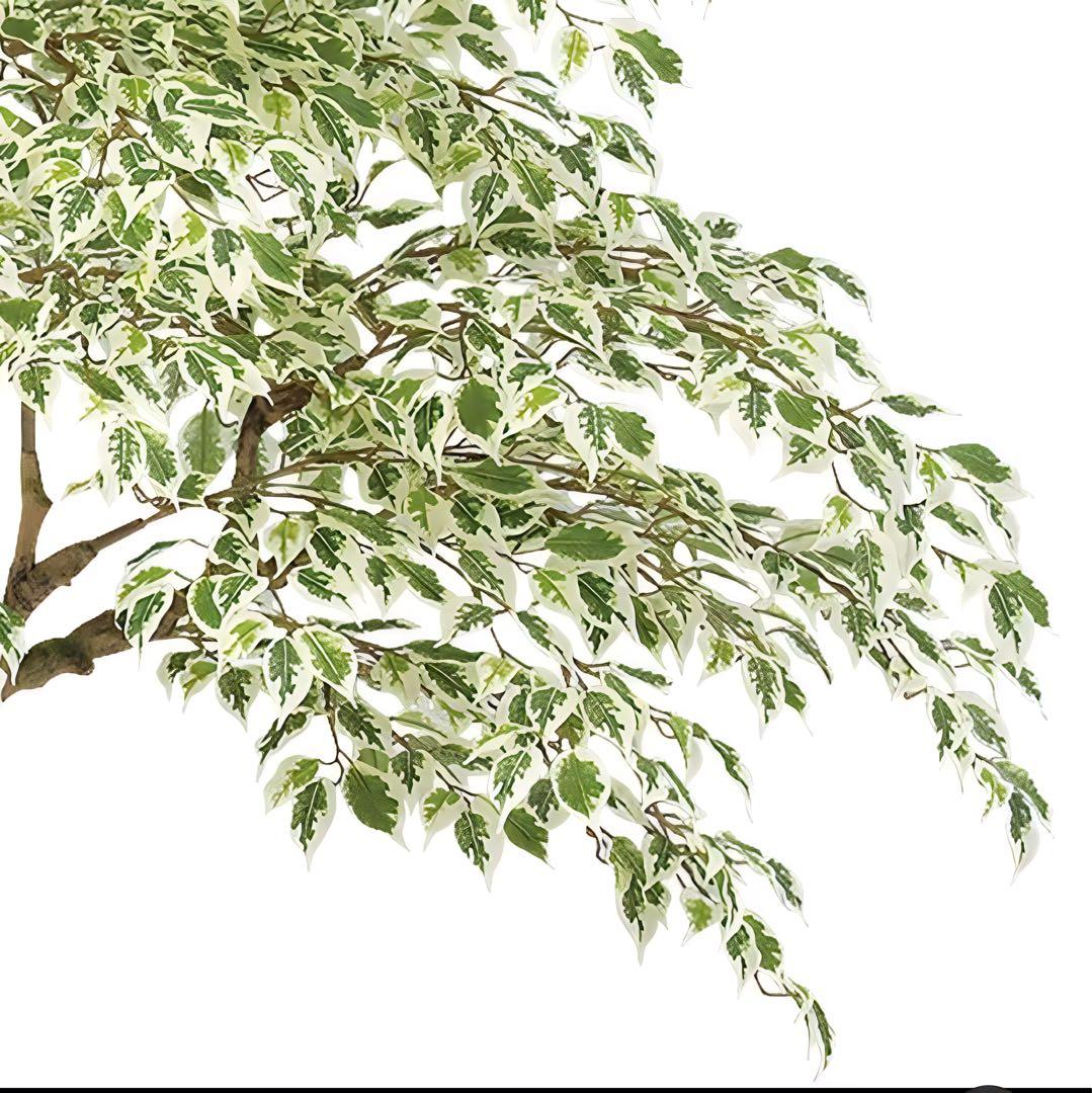 光触媒　人工観葉植物　フェイクグリーン　ベンジャミナスターライトコアッド