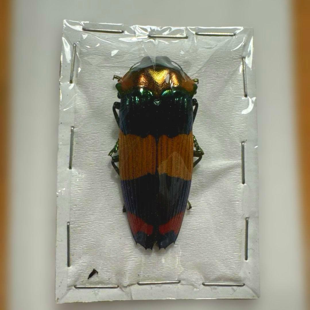 標本　スハンダエオウサマムカシタマムシCalodema suhandae