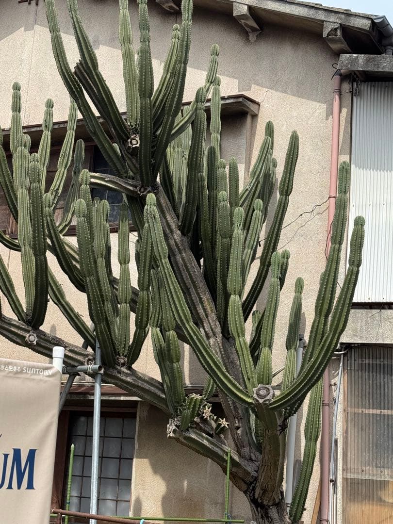 柱サボテン　欲しいところ言ってください