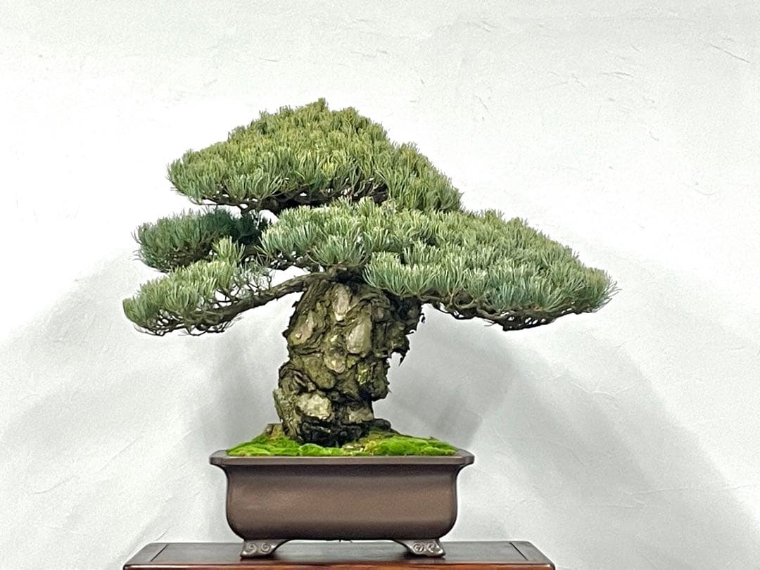 三河盆栽　宮島五葉松松　盆栽　古木　松