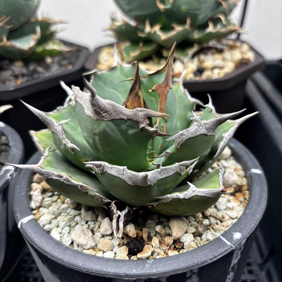 アガベ　チタノタ　黒犀牛