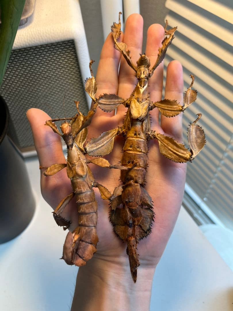 【150mm】ユウレイヒレアシナナフシの昆虫標本 コノハムシ