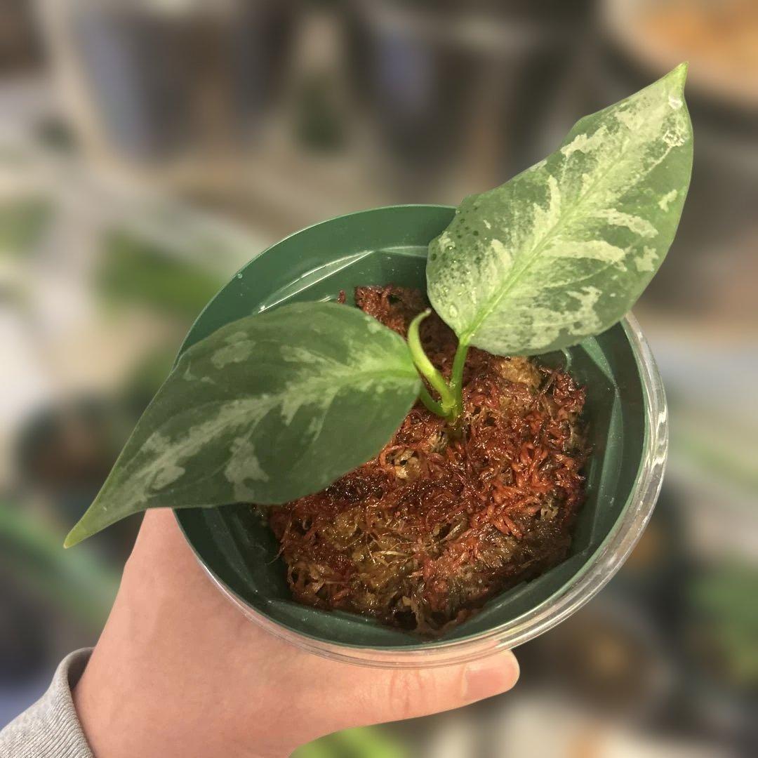 Aglaonemapictum アグラオネマピクタム　ss産地