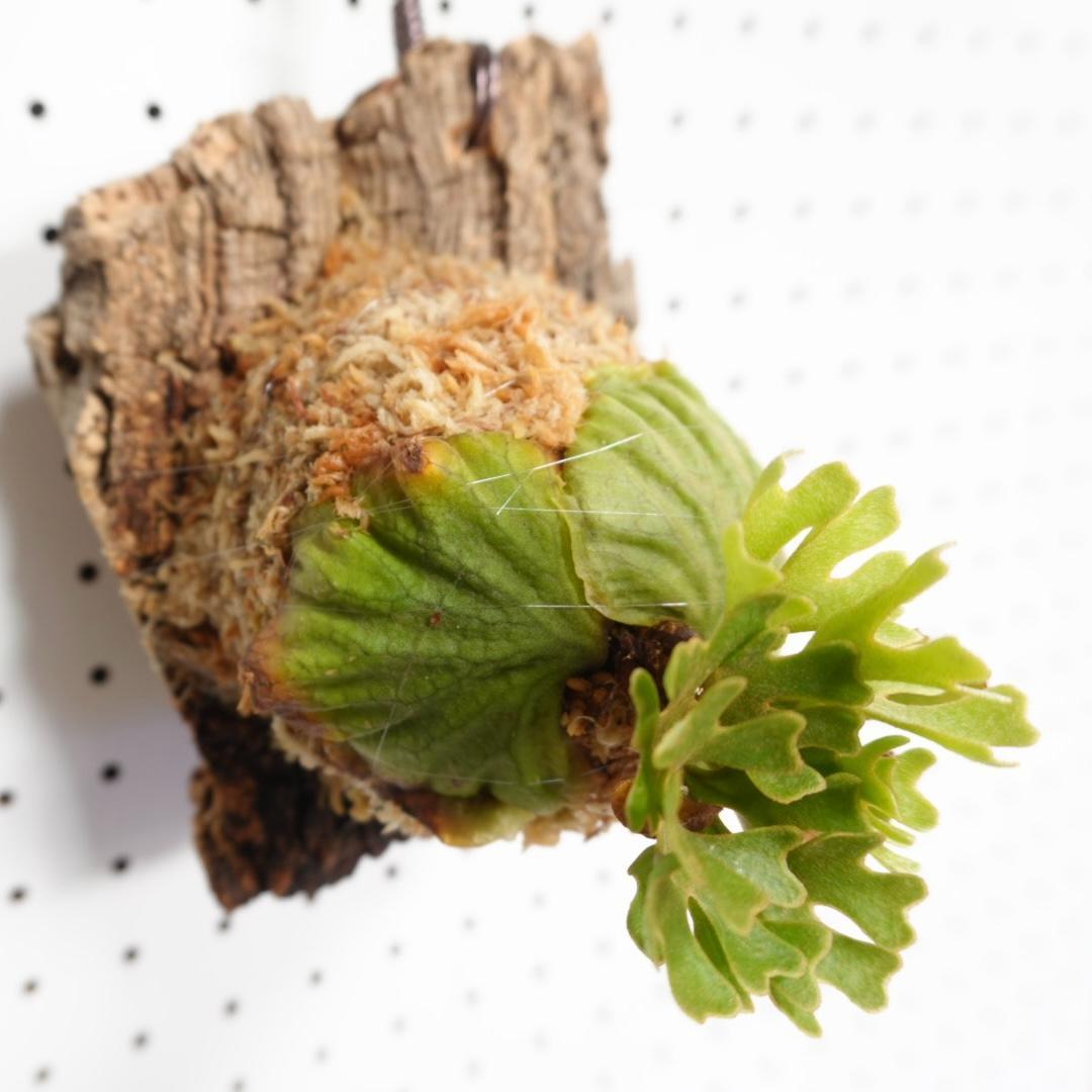 ビカクシダ リドレイ ドワーフ シルバー 小株　R-6