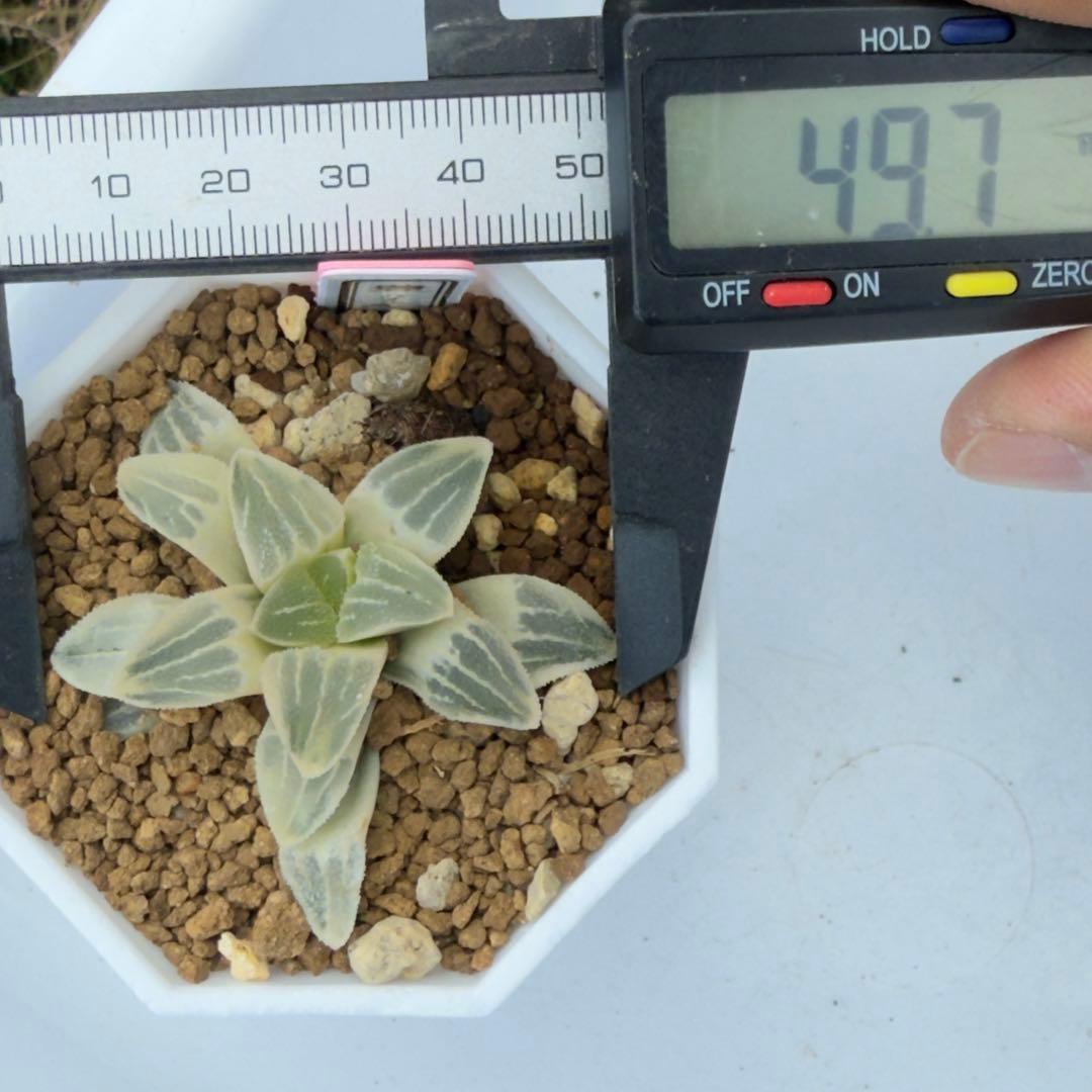 多肉植物 ハオルチア ピグマエア錦糊斑