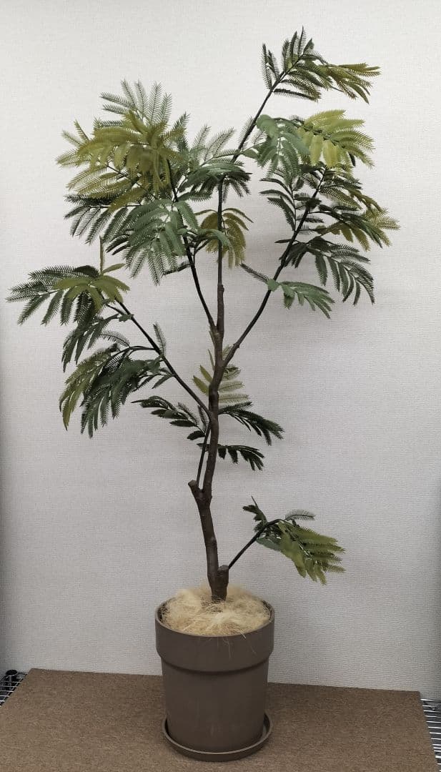 人工観葉植物 インテリア エバーフレッシュ 展示品(O-2601FB15)