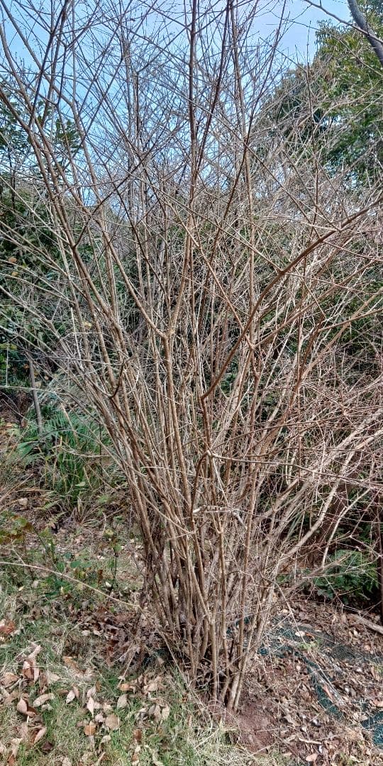 ヤブムラサキ　大株