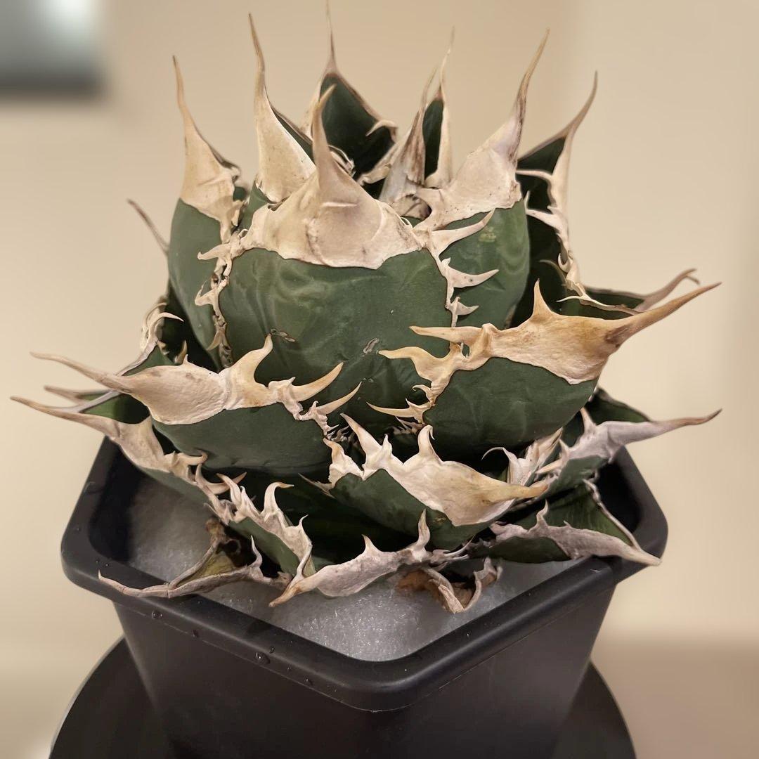 アガベ オテロイ 緑幽霊 初代親株 A128