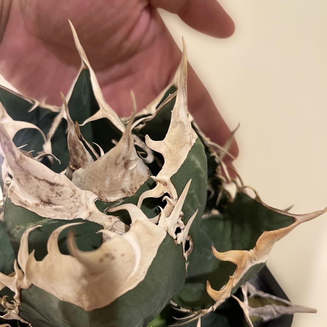 アガベ オテロイ 緑幽霊 初代親株 A128