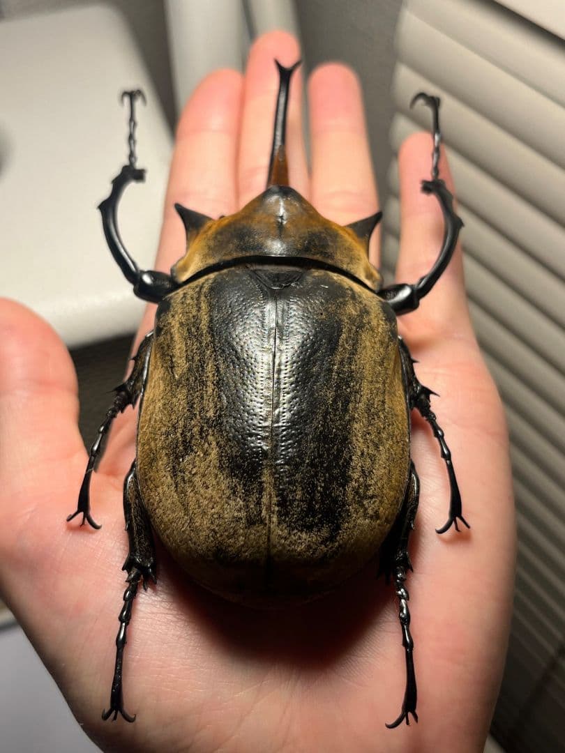 【WC123mm】エレファスゾウカブト コーカサスオオカブト 昆虫標本