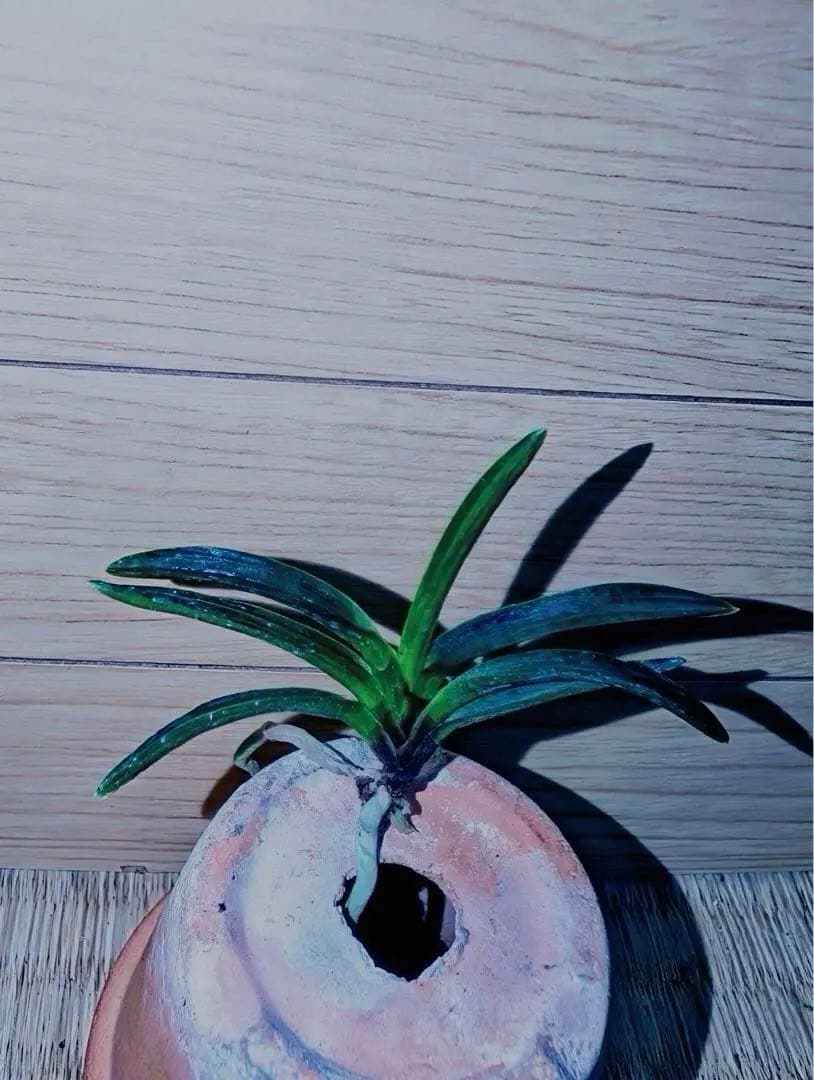 富貴蘭「漆黒黒牡丹」極上木②