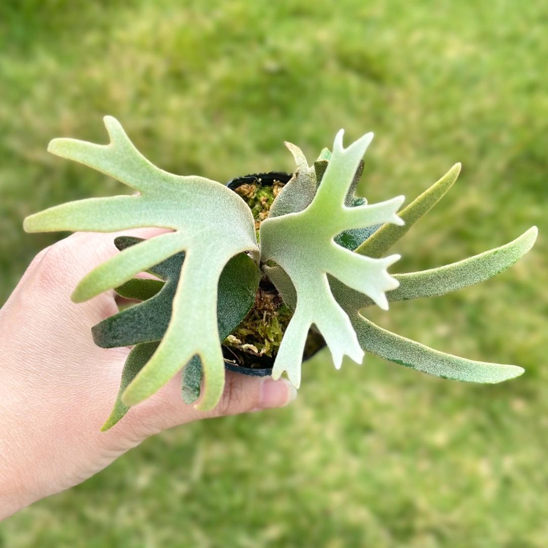 P. willinckii ’Jenny’ TC 2144