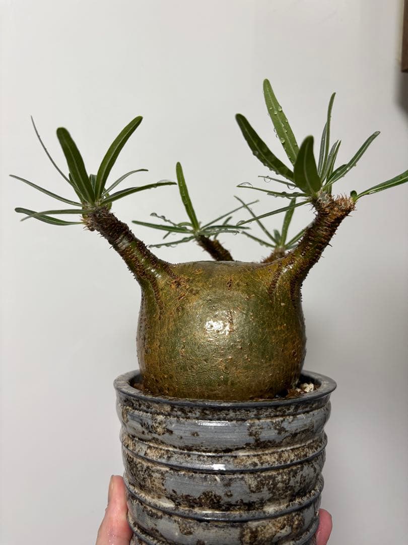 パキポディウム グラキリス　美形　現地球