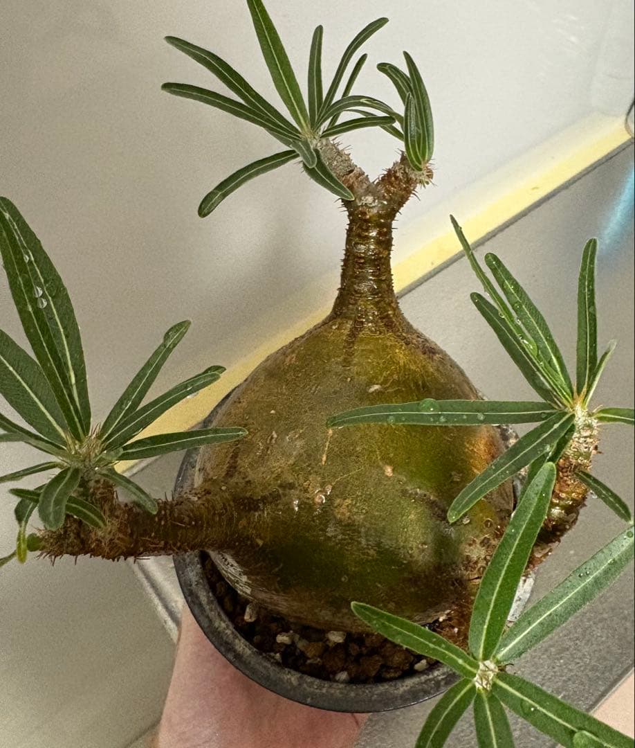 パキポディウム グラキリス　美形　現地球