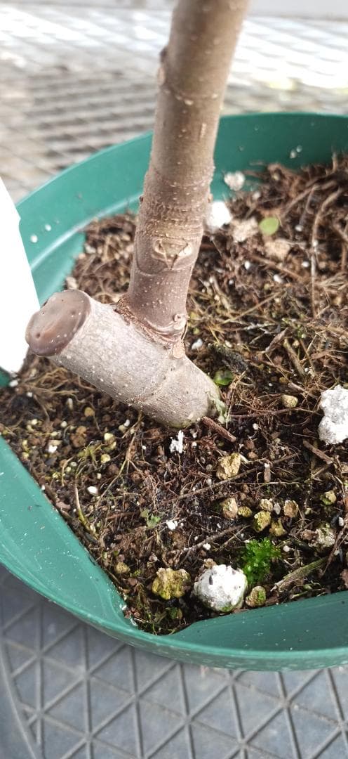 イチジク苗木「　CREME DE PESCA　　」5-17