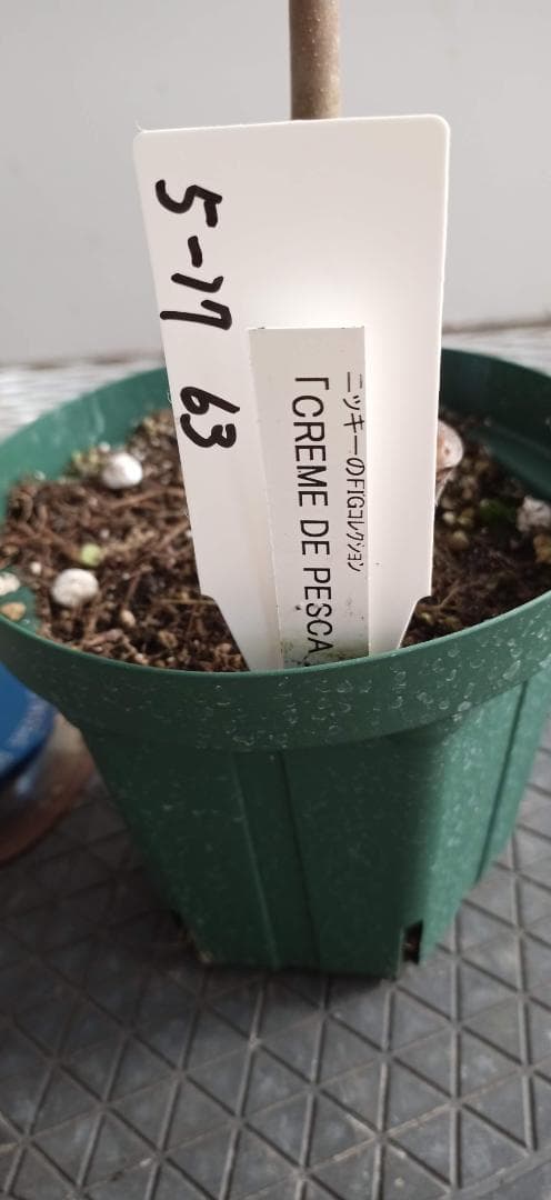 イチジク苗木「　CREME DE PESCA　　」5-17