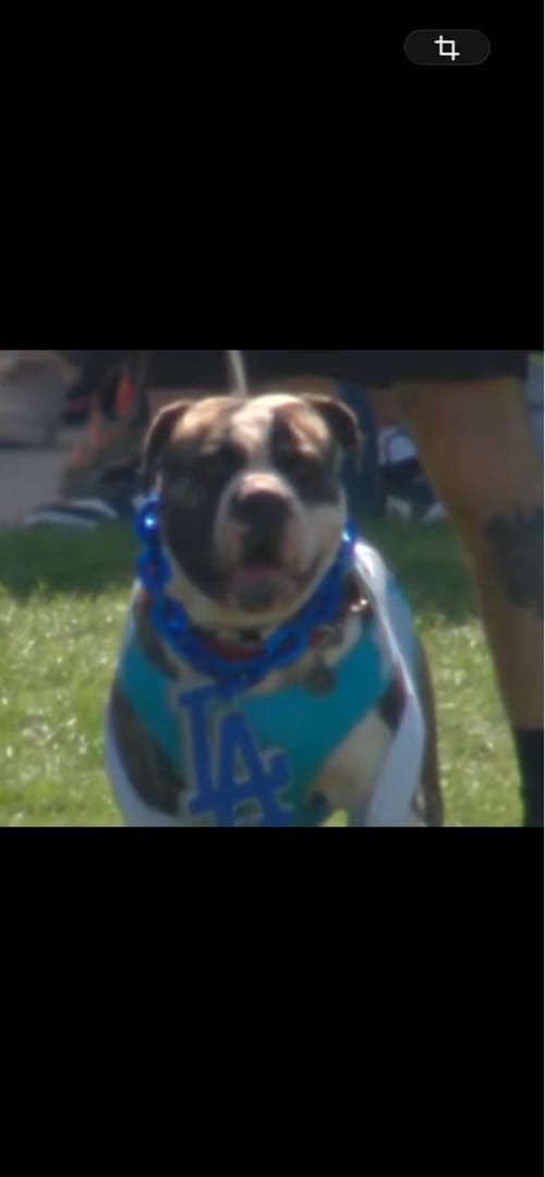 ドジャース　応援グッズ　ネックレス