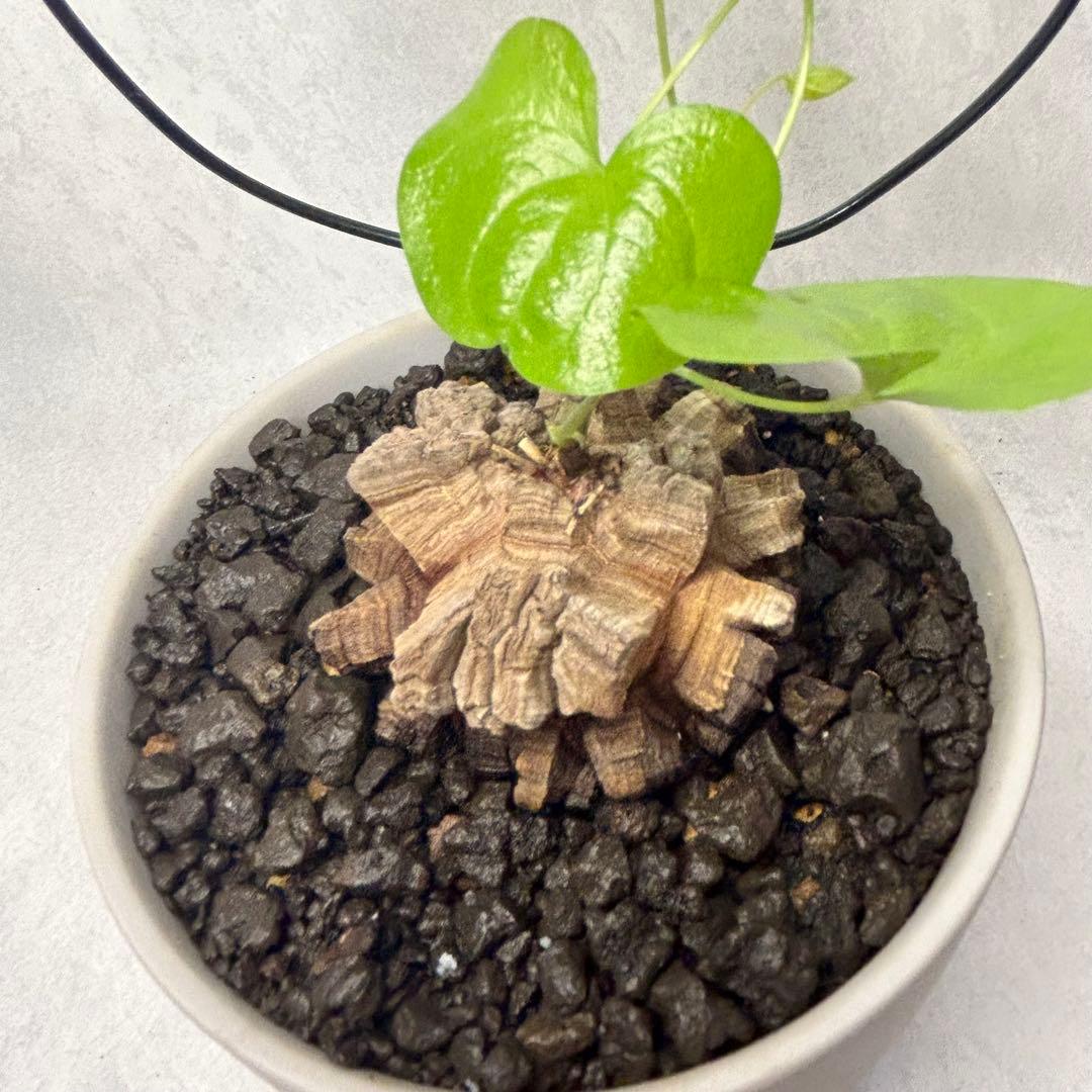 亀甲竜 (鉢入り) 5.5cm越え バキボコ割れ ディオスコレア　塊根植物