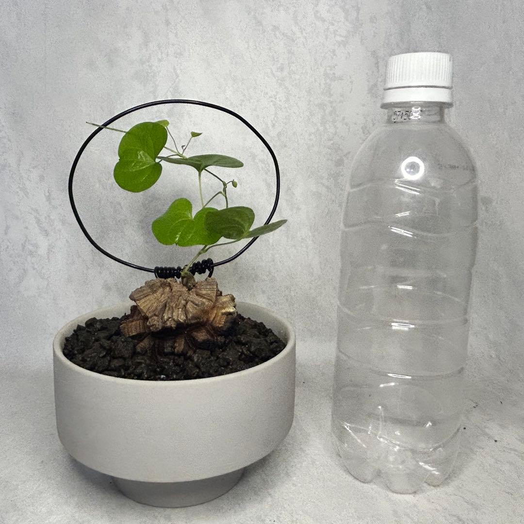 亀甲竜 (鉢入り) 5.5cm越え バキボコ割れ ディオスコレア　塊根植物