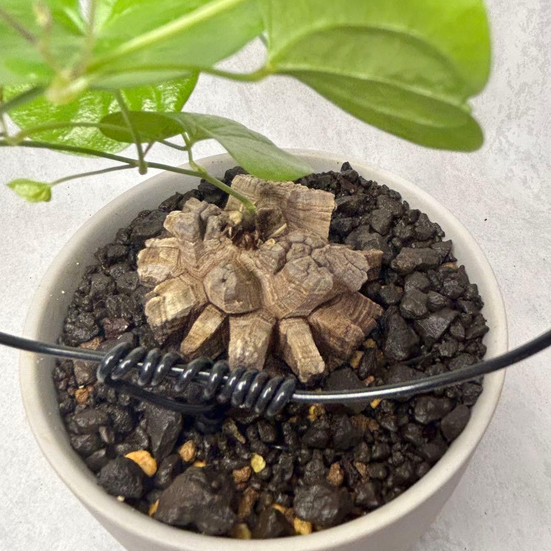 亀甲竜 (鉢入り) 5.5cm越え バキボコ割れ ディオスコレア　塊根植物