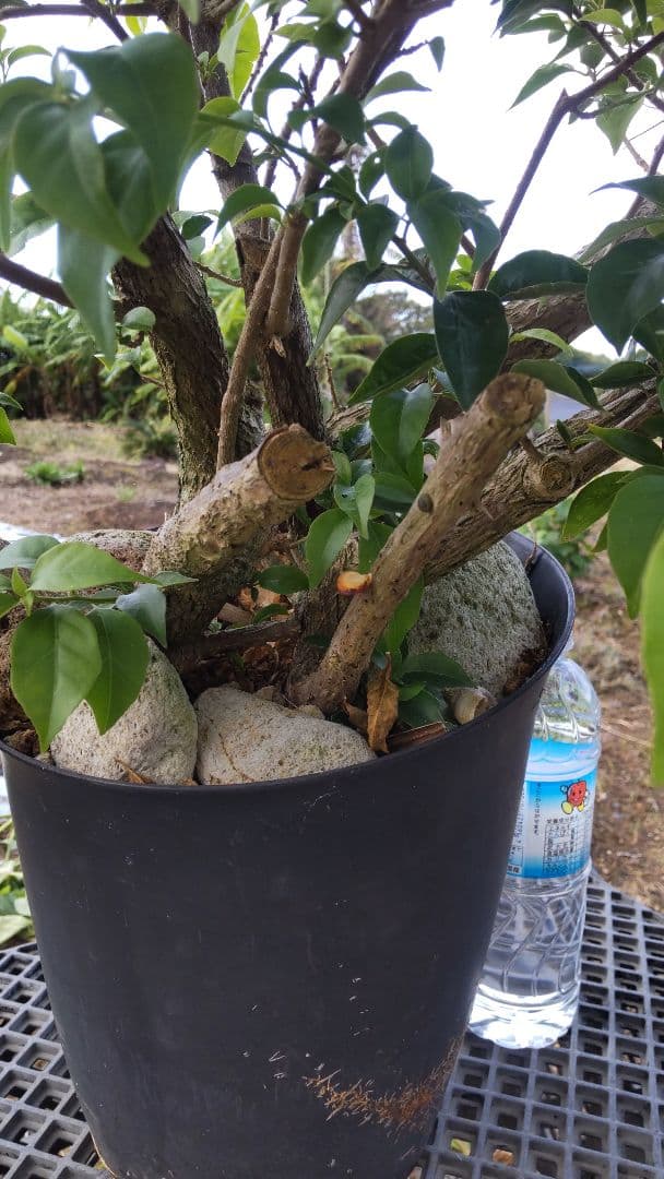 ブーゲンビリア 　ダッフィー様連絡用