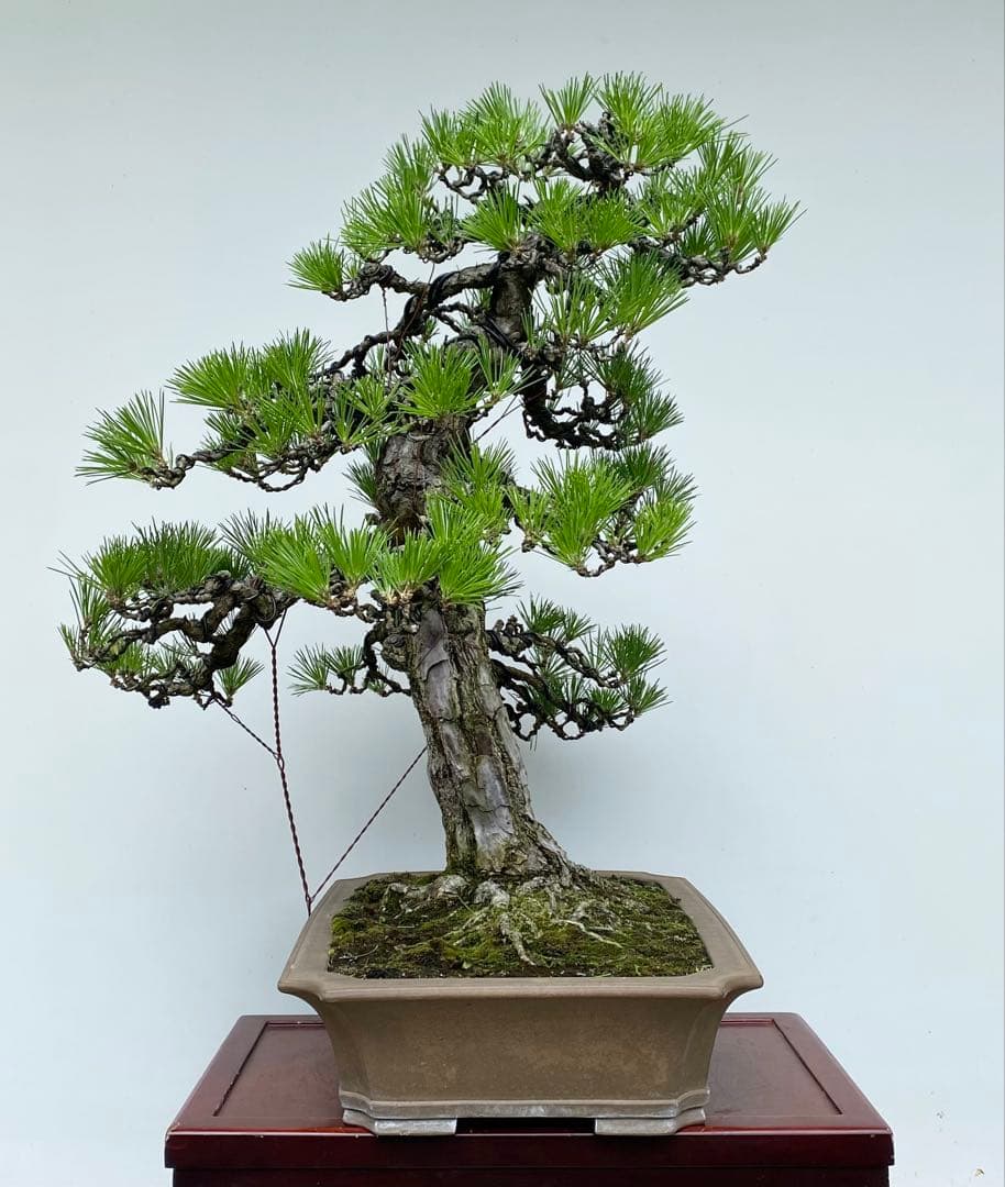 白木盆栽園　大品　黒松　樹高81センチ　盆栽黒松赤松五葉松真柏雑木趣味プ観葉植物