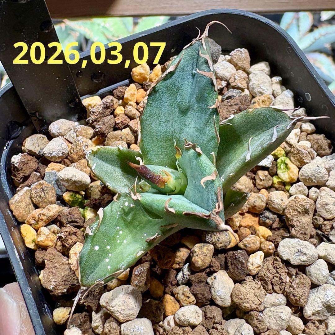 アガベ オテロイ　オアハカ　現地球　子株　チタノタ