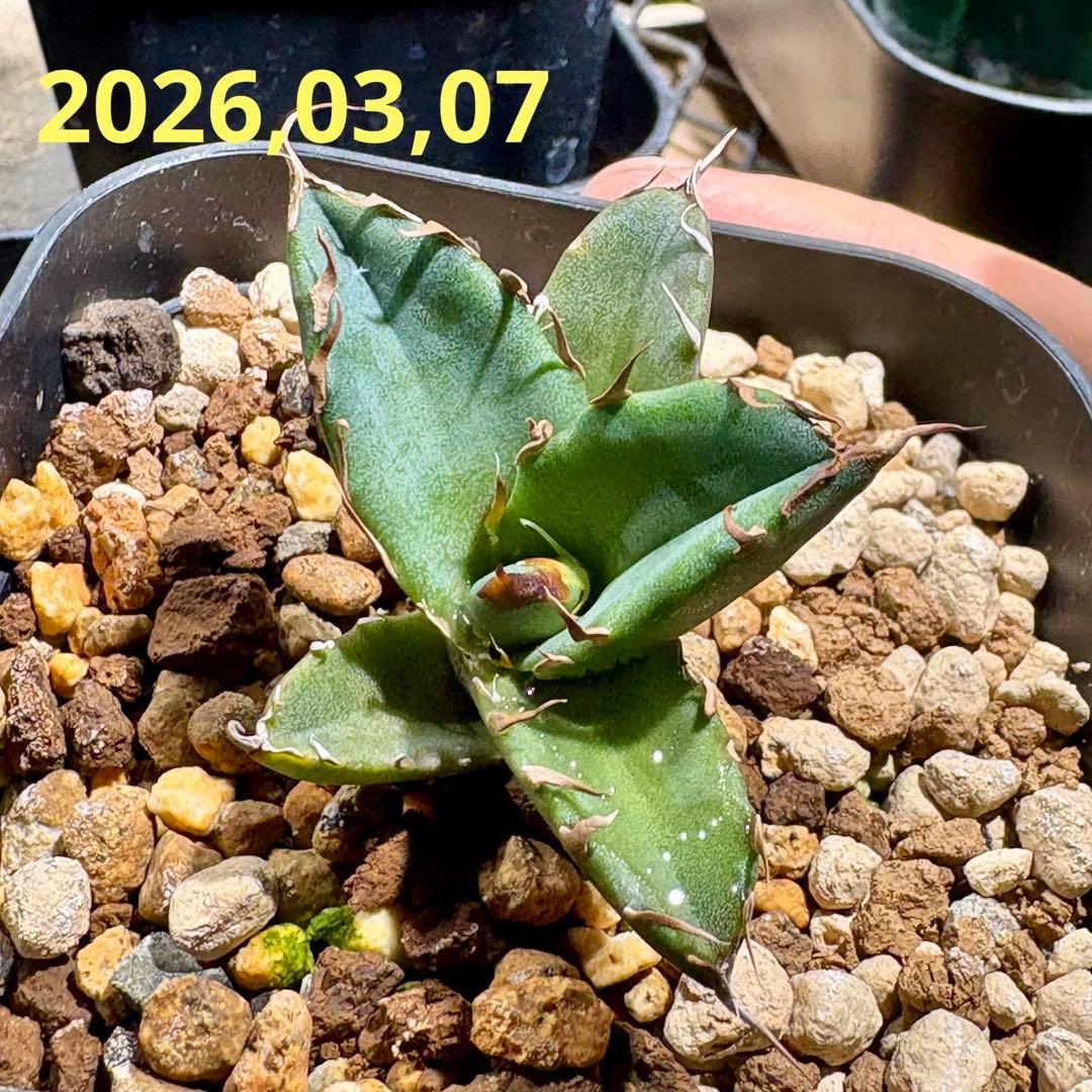 アガベ オテロイ　オアハカ　現地球　子株　チタノタ