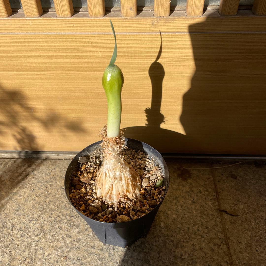 キルタンサス スピラリス