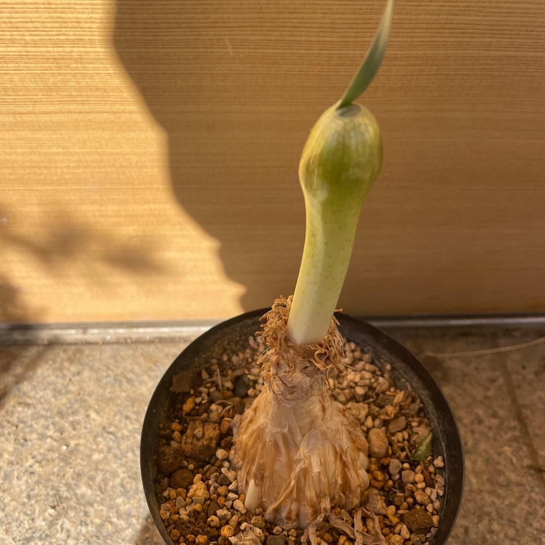 キルタンサス スピラリス