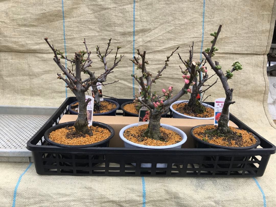 木瓜(ボケ)・放春花　5寸　6品種セット①