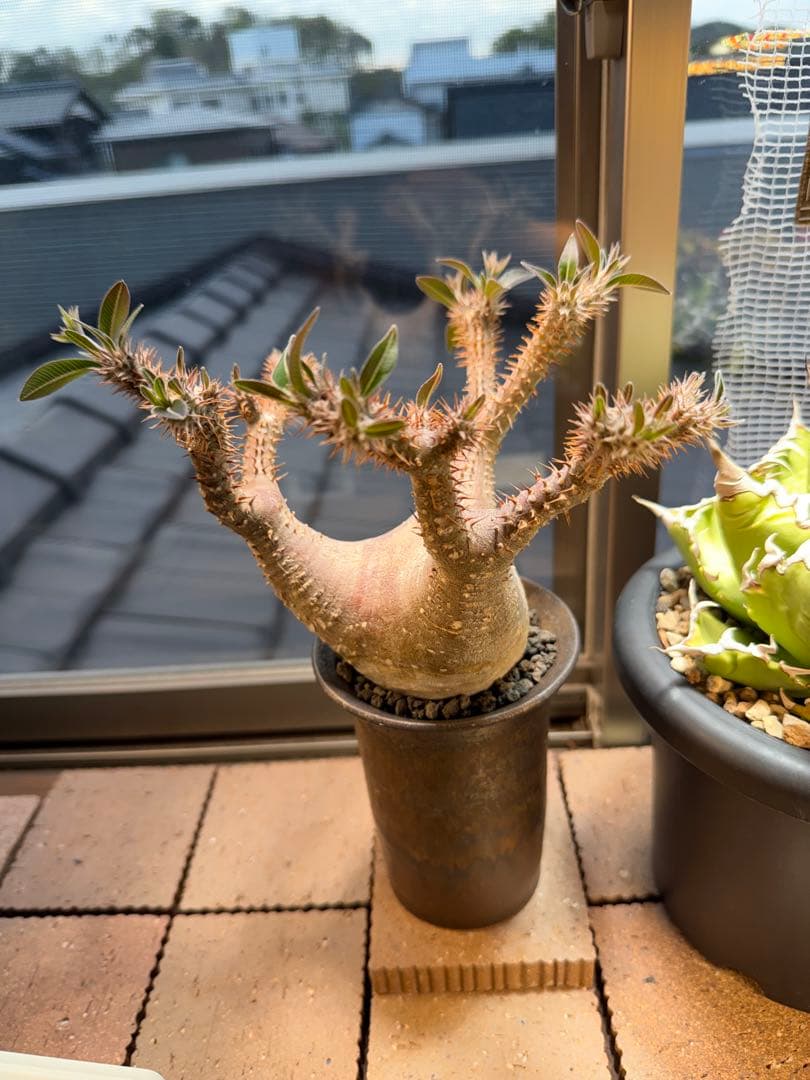 パキポディウム マカイエンセ 現地球 コレクション株