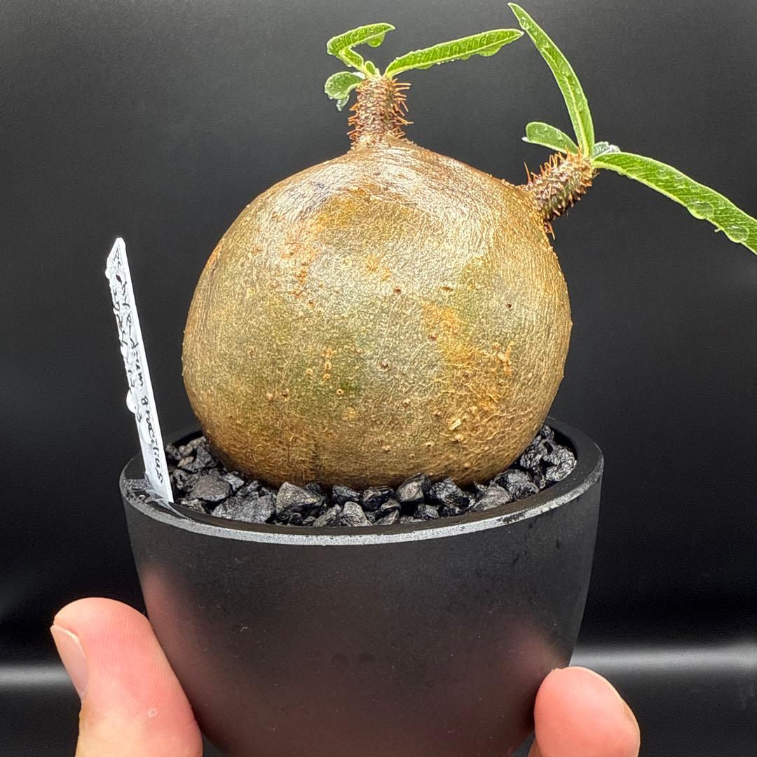 508　まん丸良型　パキポディウム　グラキリス　手乗りサイズ　発根済み