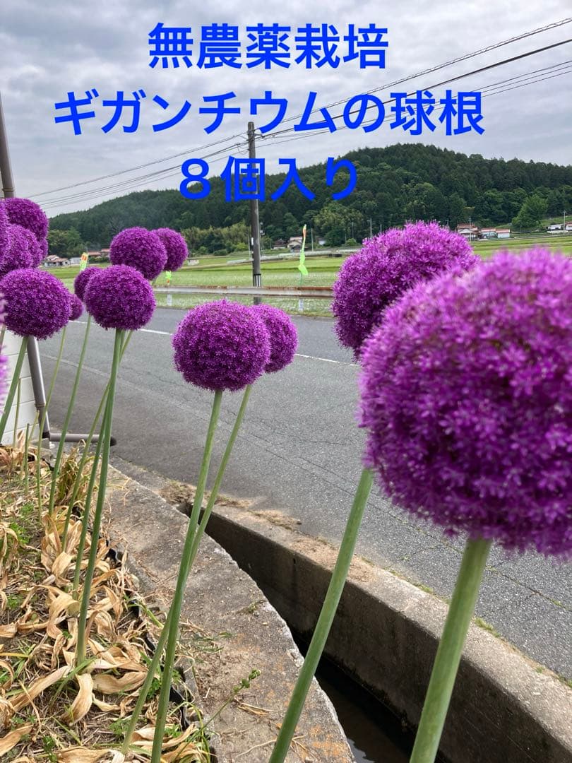 無農薬栽培　ギガンチウムの球根　24個入り