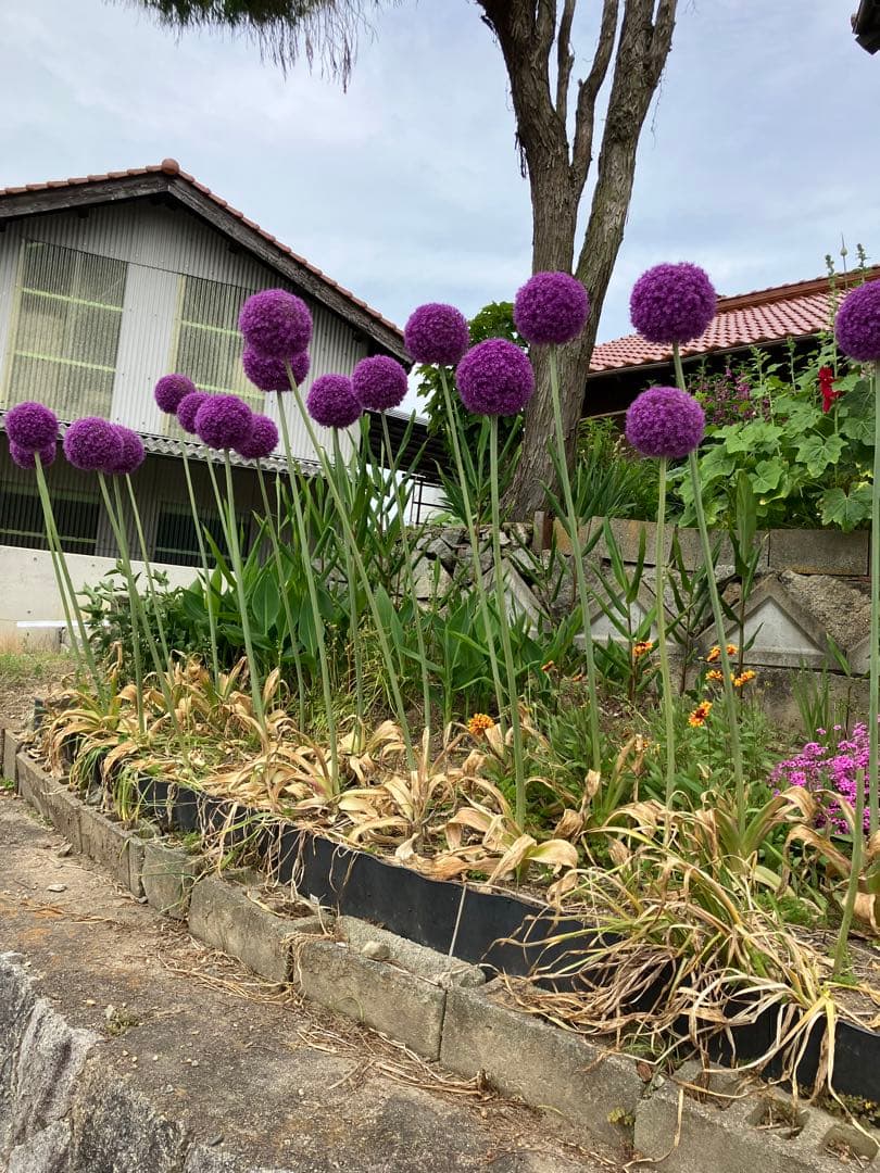 無農薬栽培　ギガンチウムの球根　24個入り