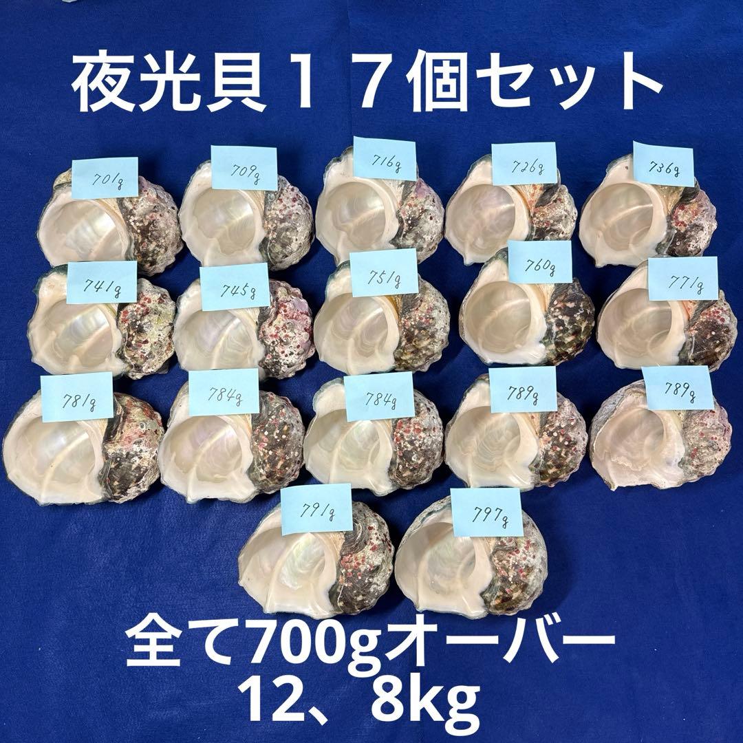 夜光貝　ヤコウ貝　まとめ売り　17個　12、8kg アクセサリー　ルアー