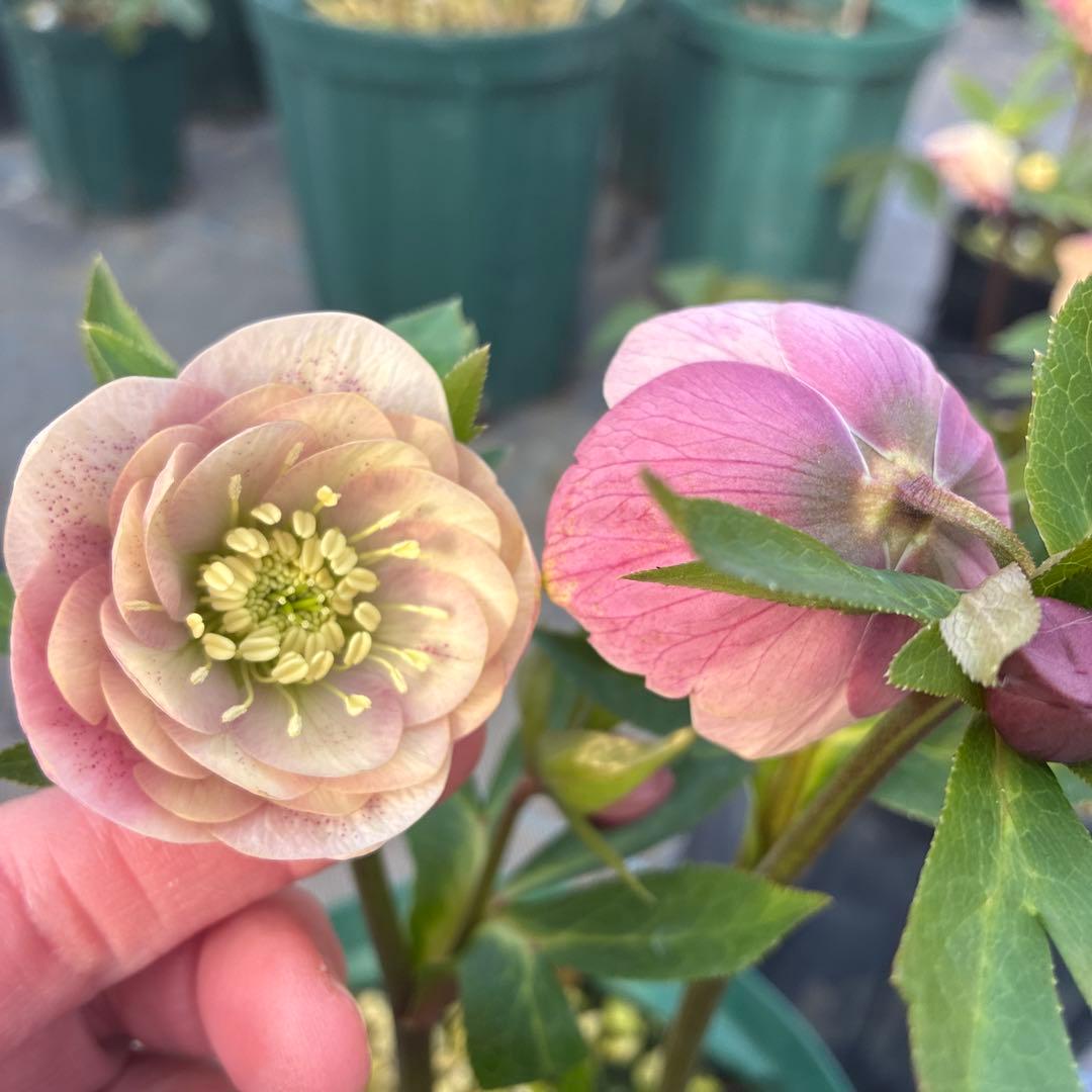 クリスマスローズ　ピンクベージュくすみ スポット　６寸