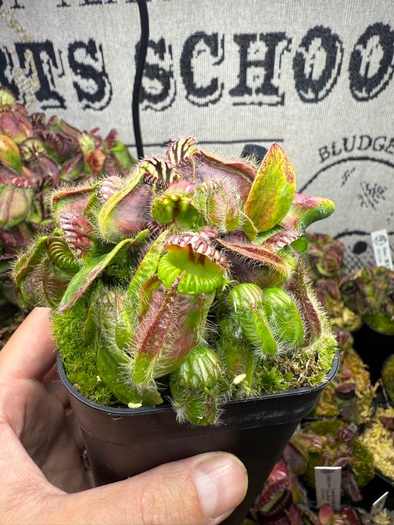 N*c様 Cephalotus German Giant C.C大株