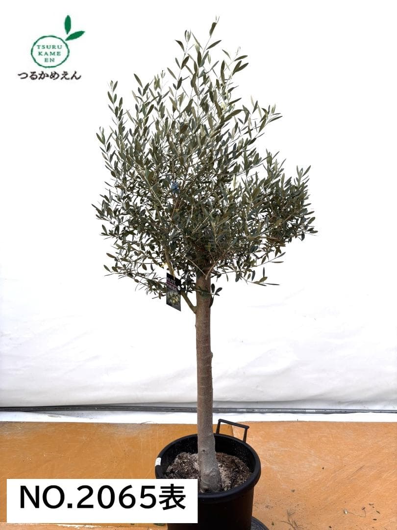 オリーブの木　ネバディロブランコ　約160cm　NO.2065　大型　人気　現品