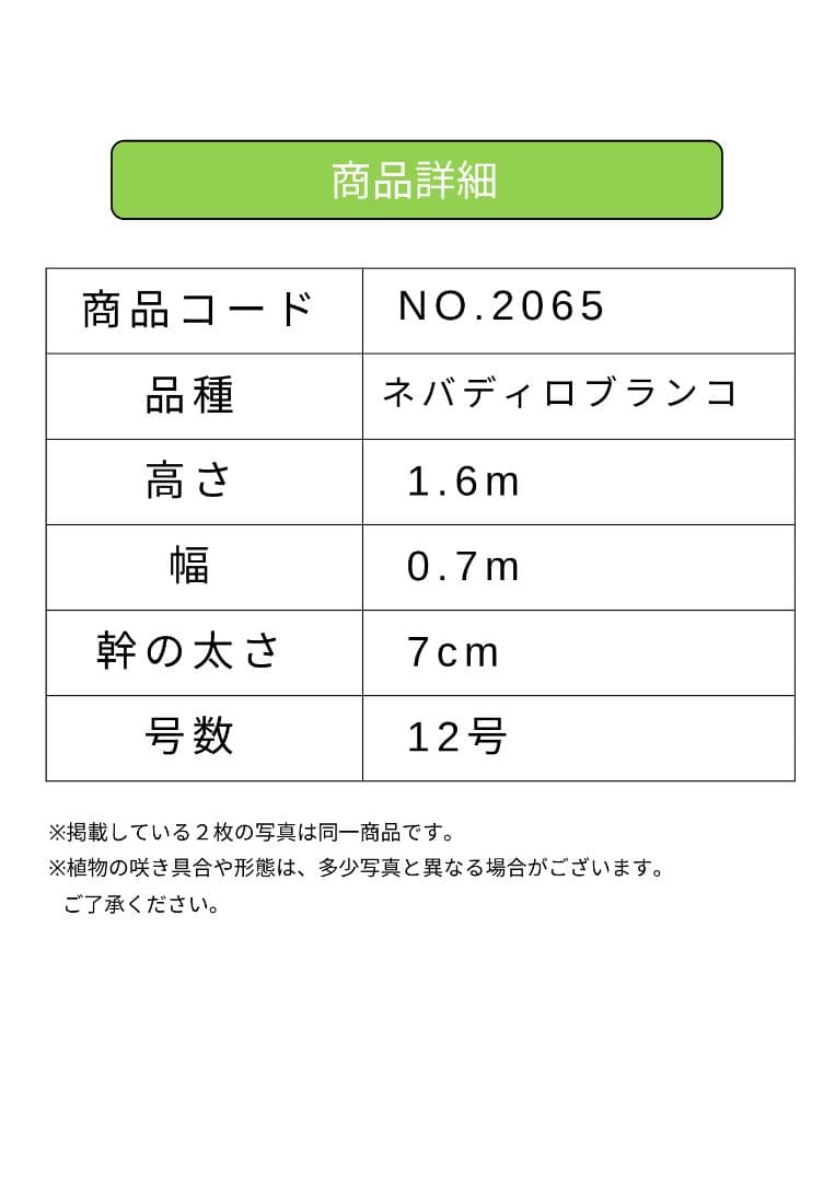 オリーブの木　ネバディロブランコ　約160cm　NO.2065　大型　人気　現品