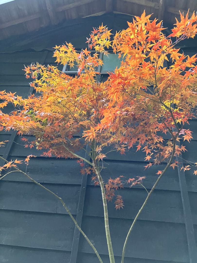 201 イロハモミジ