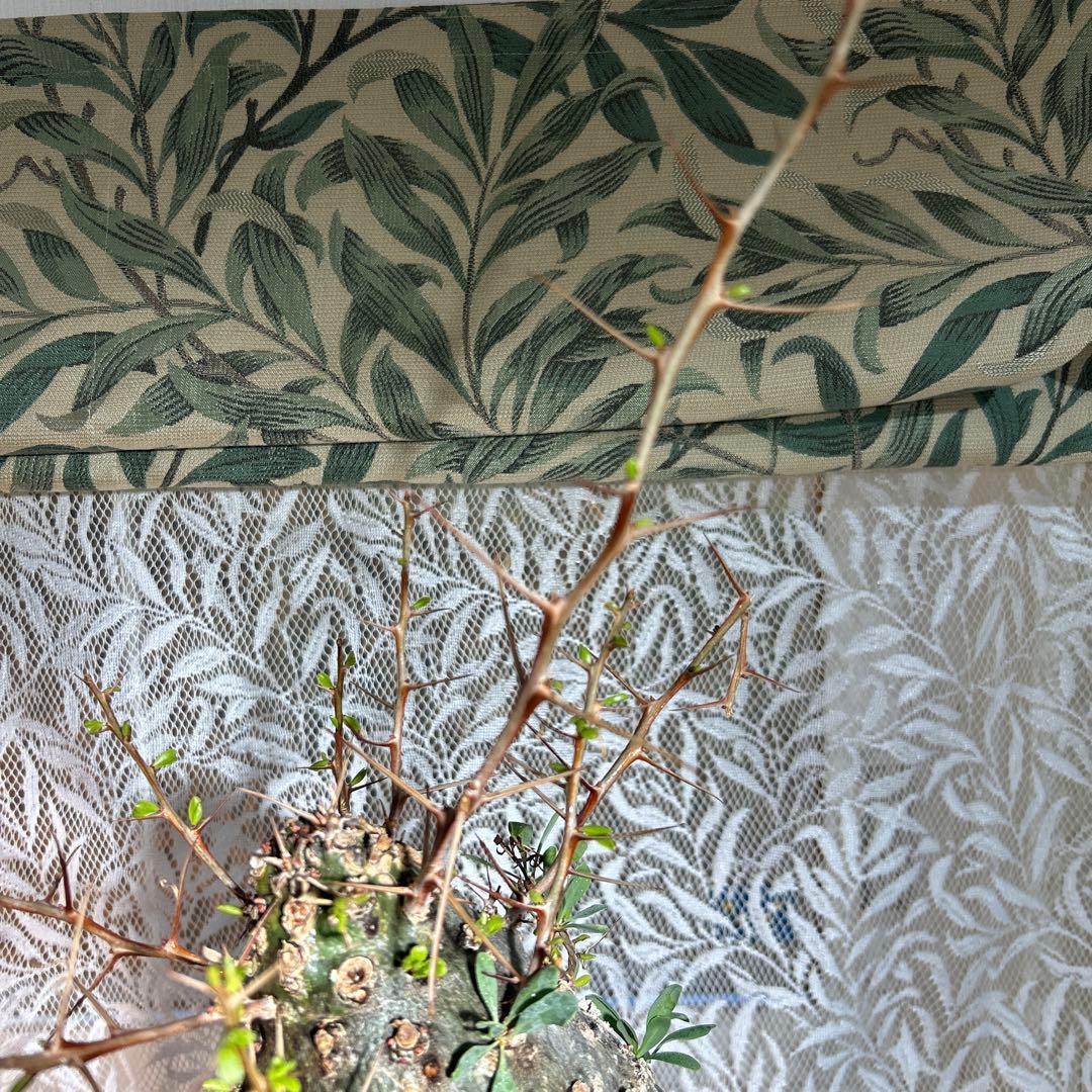 その他観葉植物 Foquieria columnnaris